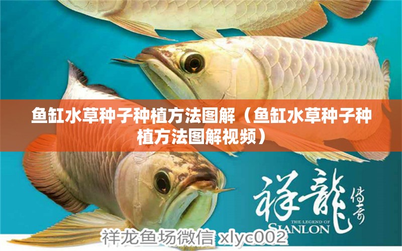 魚缸水草種子種植方法圖解（魚缸水草種子種植方法圖解視頻） 水草