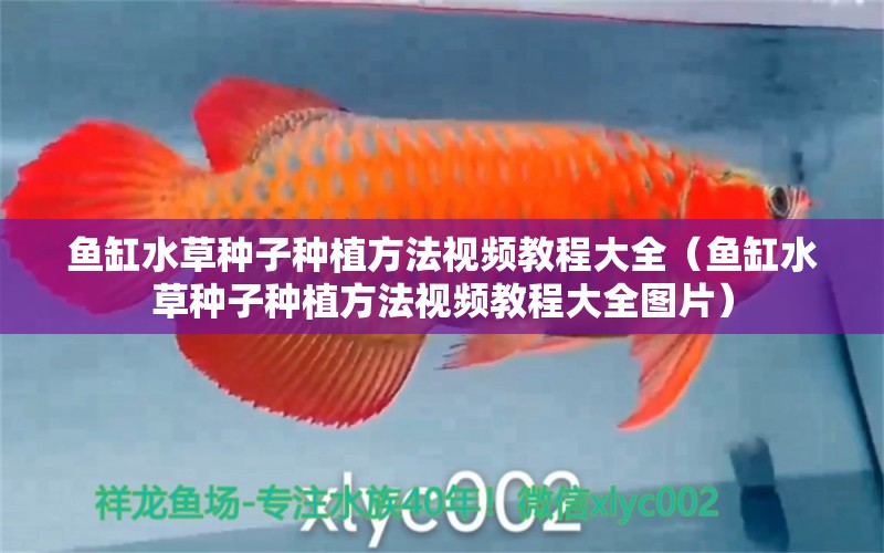 魚缸水草種子種植方法視頻教程大全（魚缸水草種子種植方法視頻教程大全圖片）