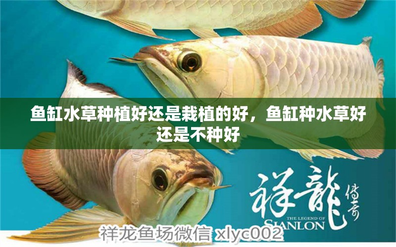 魚(yú)缸水草種植好還是栽植的好，魚(yú)缸種水草好還是不種好