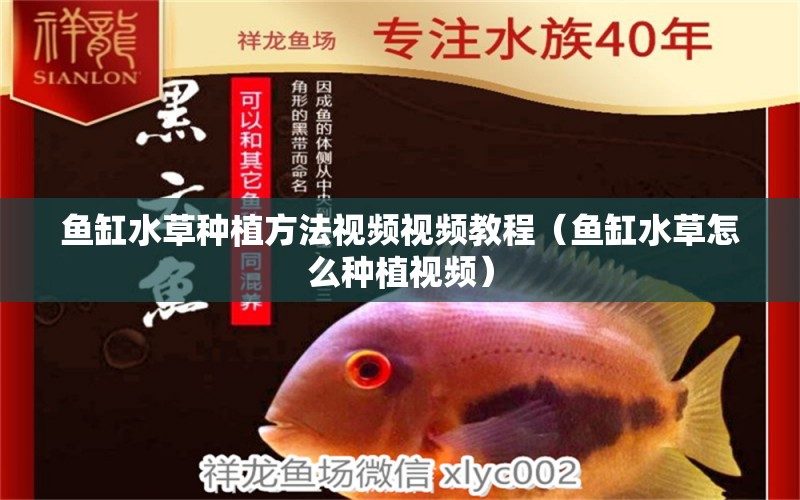 魚缸水草種植方法視頻視頻教程（魚缸水草怎么種植視頻）