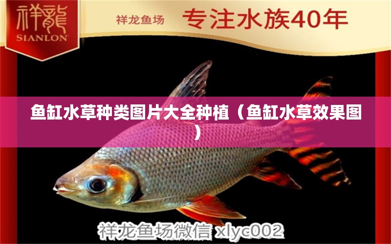 魚缸水草種類圖片大全種植（魚缸水草效果圖）