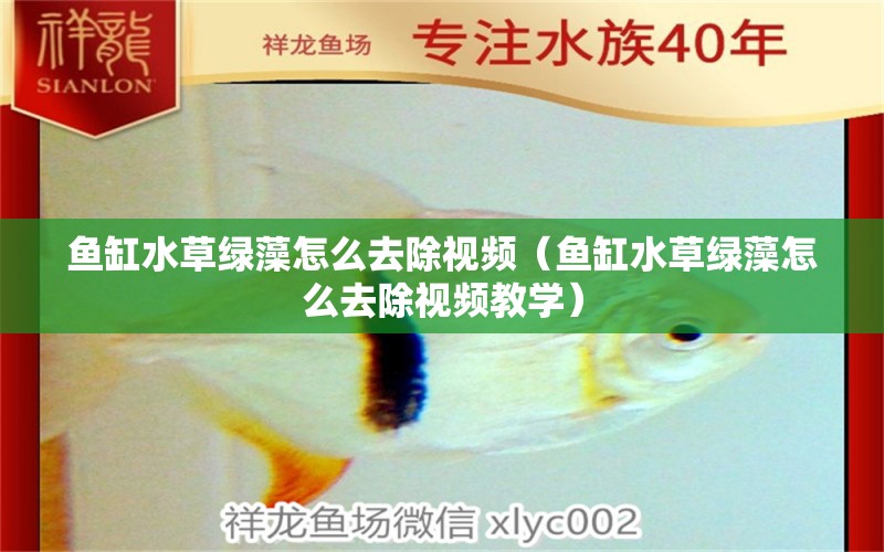 魚缸水草綠藻怎么去除視頻（魚缸水草綠藻怎么去除視頻教學(xué)）