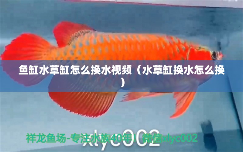 魚缸水草缸怎么換水視頻（水草缸換水怎么換）