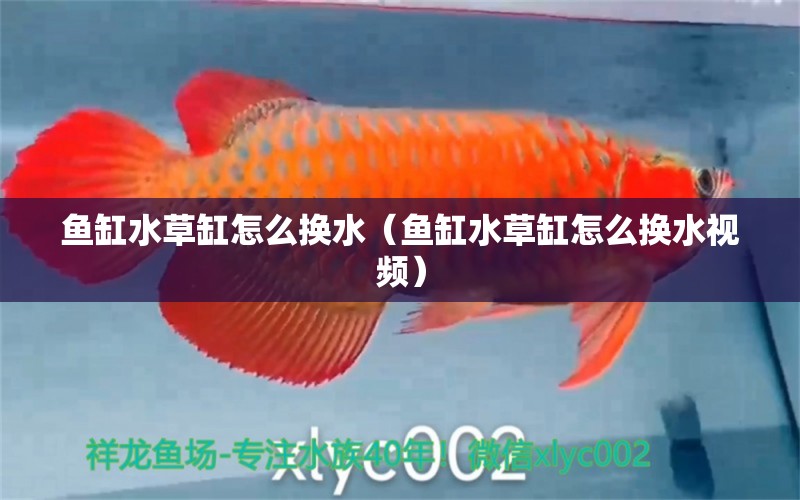 魚缸水草缸怎么換水（魚缸水草缸怎么換水視頻） 水草