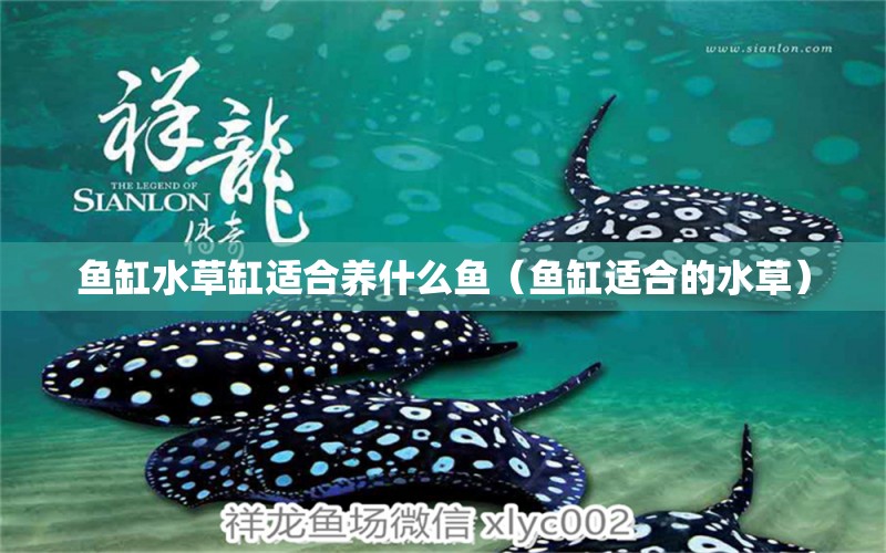 魚缸水草缸適合養(yǎng)什么魚（魚缸適合的水草）