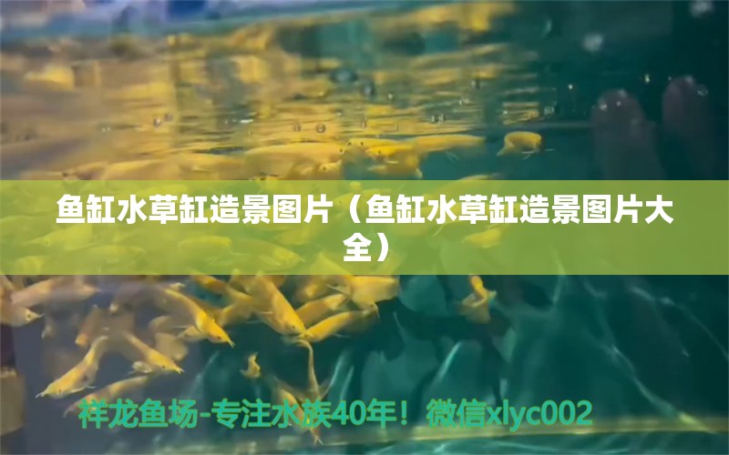 魚缸水草缸造景圖片（魚缸水草缸造景圖片大全）