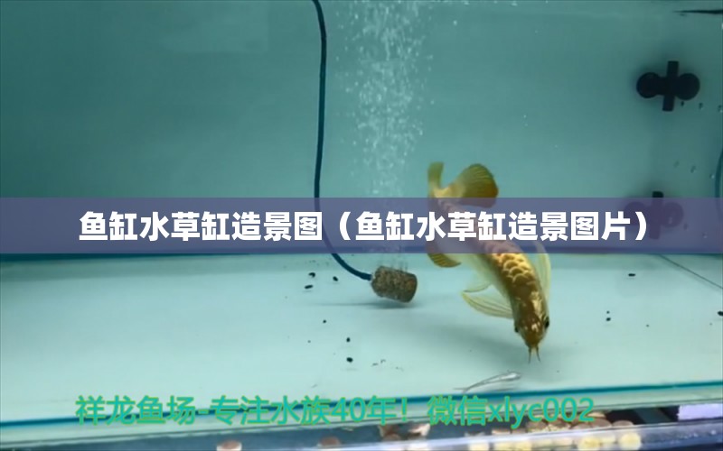 魚缸水草缸造景圖（魚缸水草缸造景圖片）