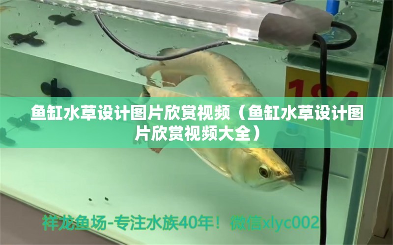 魚缸水草設計圖片欣賞視頻（魚缸水草設計圖片欣賞視頻大全） 水草