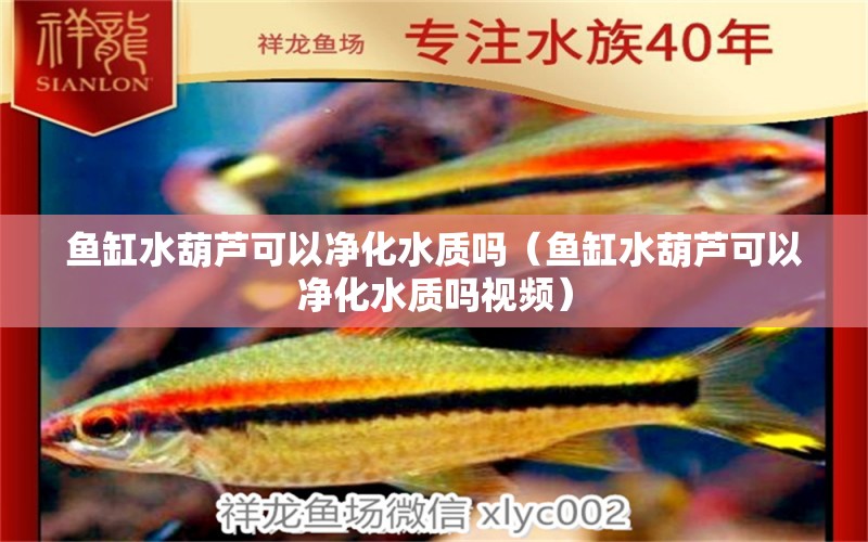 魚缸水葫蘆可以凈化水質嗎（魚缸水葫蘆可以凈化水質嗎視頻）