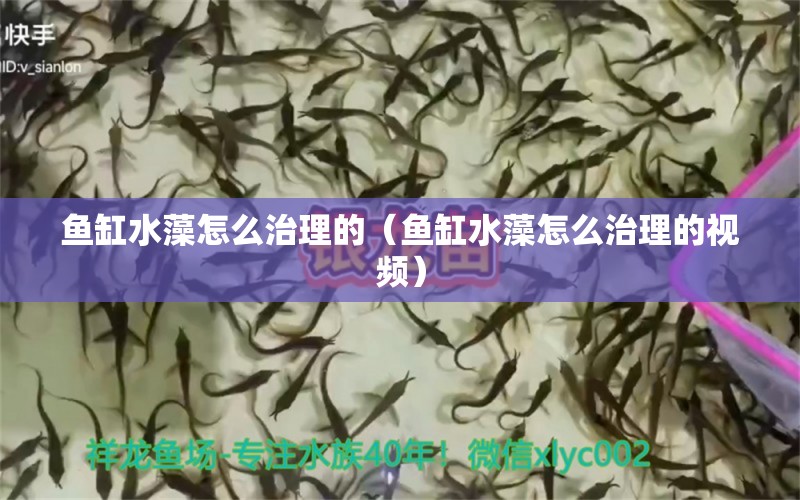 魚缸水藻怎么治理的（魚缸水藻怎么治理的視頻） 觀賞魚市場(chǎng)（混養(yǎng)魚）