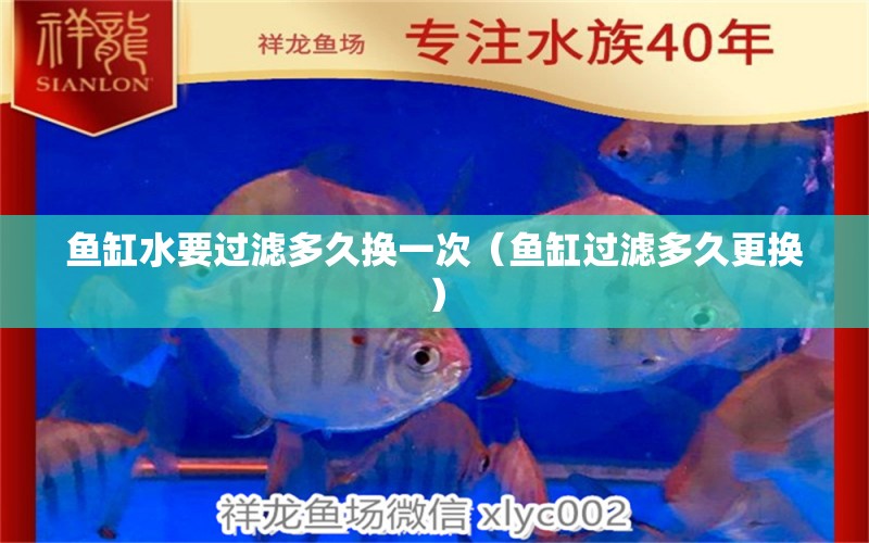 魚缸水要過濾多久換一次（魚缸過濾多久更換） 魟魚相關(guān)