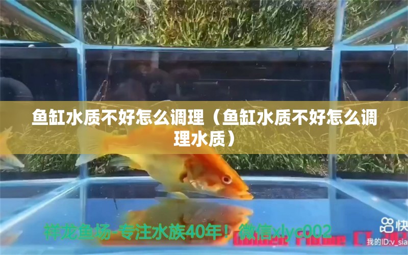 魚缸水質(zhì)不好怎么調(diào)理（魚缸水質(zhì)不好怎么調(diào)理水質(zhì)）