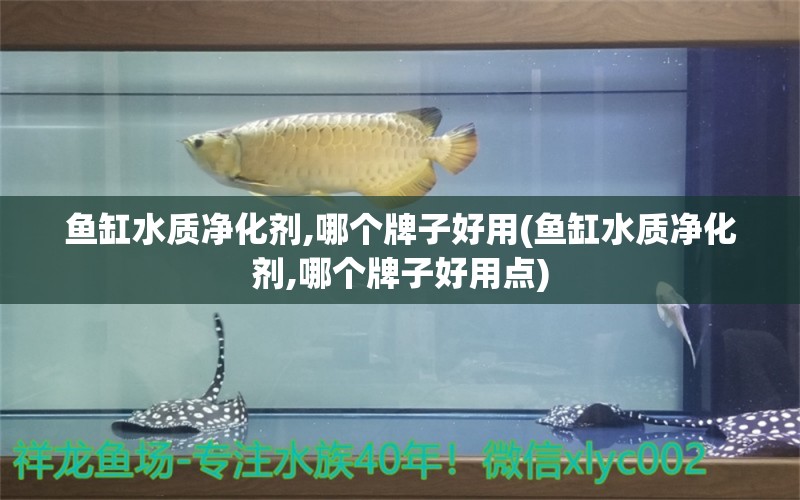 魚缸水質(zhì)凈化劑,哪個(gè)牌子好用(魚缸水質(zhì)凈化劑,哪個(gè)牌子好用點(diǎn))