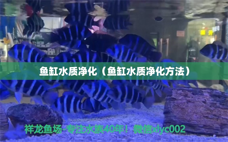 魚(yú)缸水質(zhì)凈化（魚(yú)缸水質(zhì)凈化方法） 其他品牌魚(yú)缸