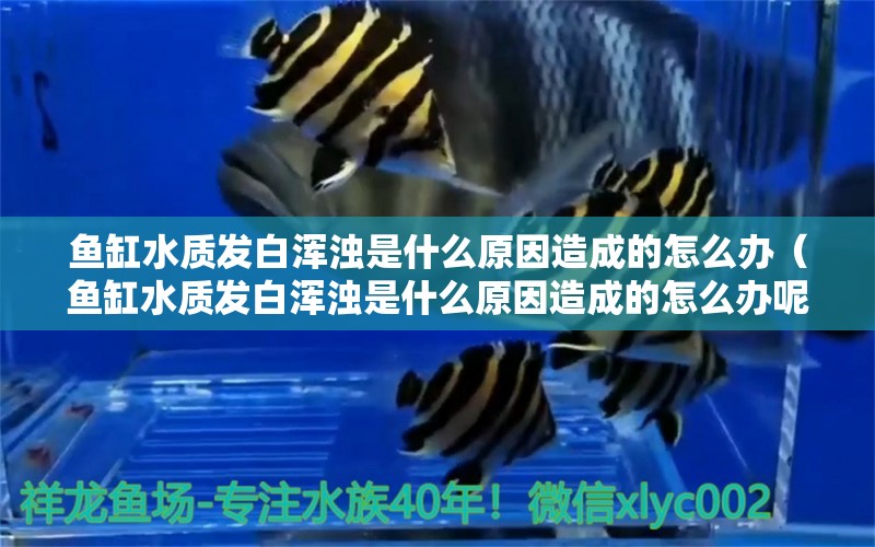 魚缸水質(zhì)發(fā)白渾濁是什么原因造成的怎么辦（魚缸水質(zhì)發(fā)白渾濁是什么原因造成的怎么辦呢）