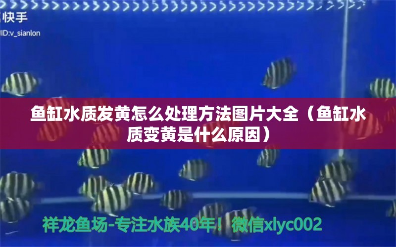 魚缸水質(zhì)發(fā)黃怎么處理方法圖片大全（魚缸水質(zhì)變黃是什么原因）