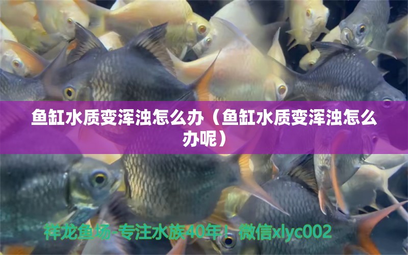 魚(yú)缸水質(zhì)變渾濁怎么辦（魚(yú)缸水質(zhì)變渾濁怎么辦呢） 祥龍水族醫(yī)院