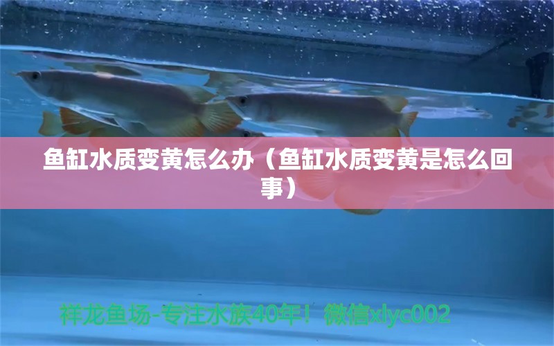 魚缸水質(zhì)變黃怎么辦（魚缸水質(zhì)變黃是怎么回事）