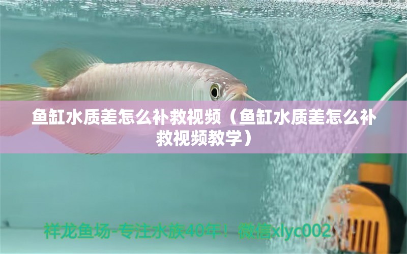 魚缸水質(zhì)差怎么補救視頻（魚缸水質(zhì)差怎么補救視頻教學） 白化巴西龜（白巴）