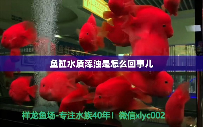 魚(yú)缸水質(zhì)渾濁是怎么回事兒