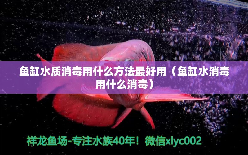 魚缸水質消毒用什么方法最好用（魚缸水消毒用什么消毒） 泰龐海蓮魚