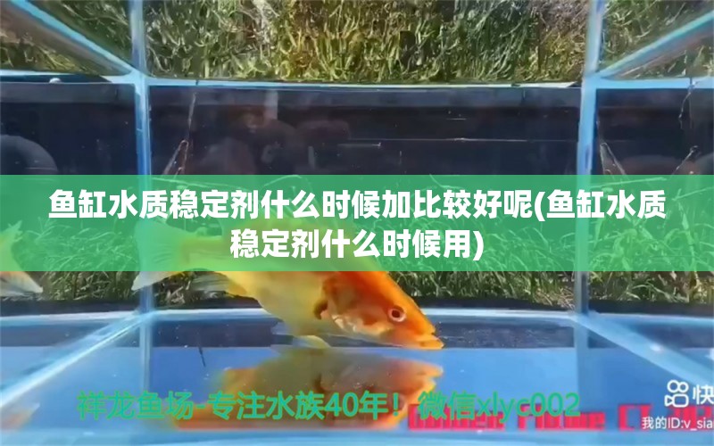 魚缸水質(zhì)穩(wěn)定劑什么時候加比較好呢(魚缸水質(zhì)穩(wěn)定劑什么時候用) 魚缸定做