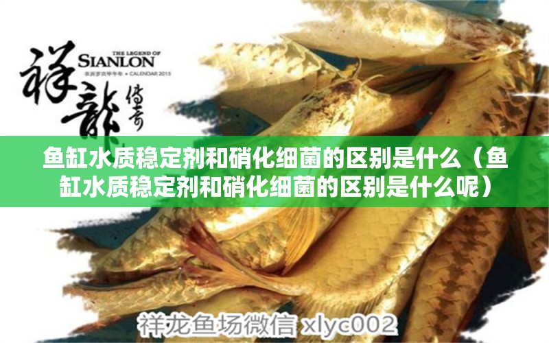 魚(yú)缸水質(zhì)穩(wěn)定劑和硝化細(xì)菌的區(qū)別是什么（魚(yú)缸水質(zhì)穩(wěn)定劑和硝化細(xì)菌的區(qū)別是什么呢） 硝化細(xì)菌