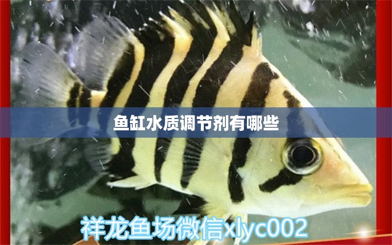 魚缸水質(zhì)調(diào)節(jié)劑有哪些 祥龍魚場(chǎng)