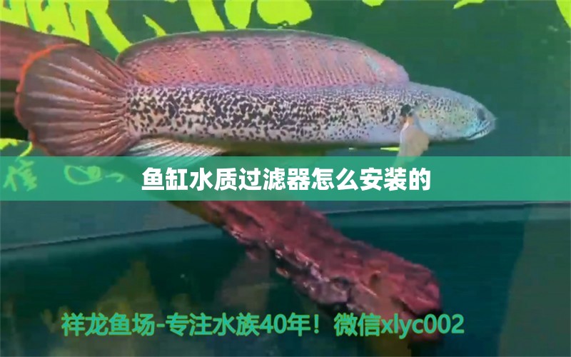 魚缸水質(zhì)過濾器怎么安裝的 祥龍魚場