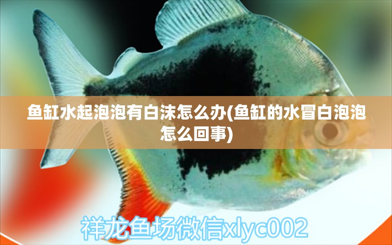 魚缸水起泡泡有白沫怎么辦(魚缸的水冒白泡泡怎么回事) 觀賞魚進(jìn)出口 第1張