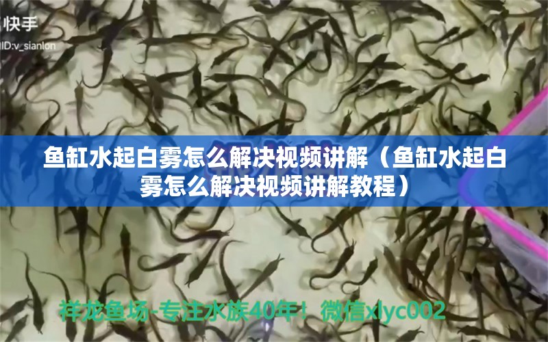 魚缸水起白霧怎么解決視頻講解（魚缸水起白霧怎么解決視頻講解教程）