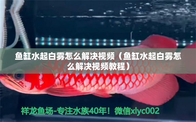 魚缸水起白霧怎么解決視頻（魚缸水起白霧怎么解決視頻教程） 鸚鵡魚