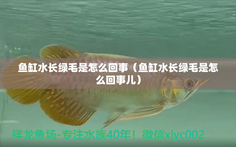 魚缸水長綠毛是怎么回事（魚缸水長綠毛是怎么回事兒） 虎斑恐龍魚