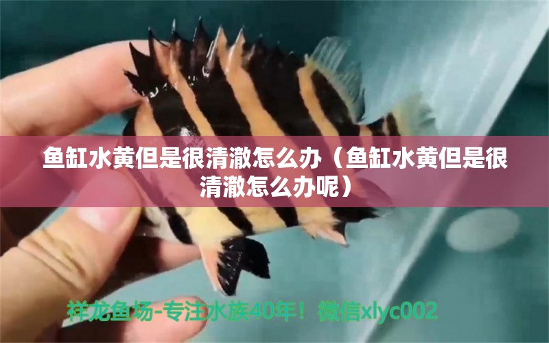 魚(yú)缸水黃但是很清澈怎么辦（魚(yú)缸水黃但是很清澈怎么辦呢）