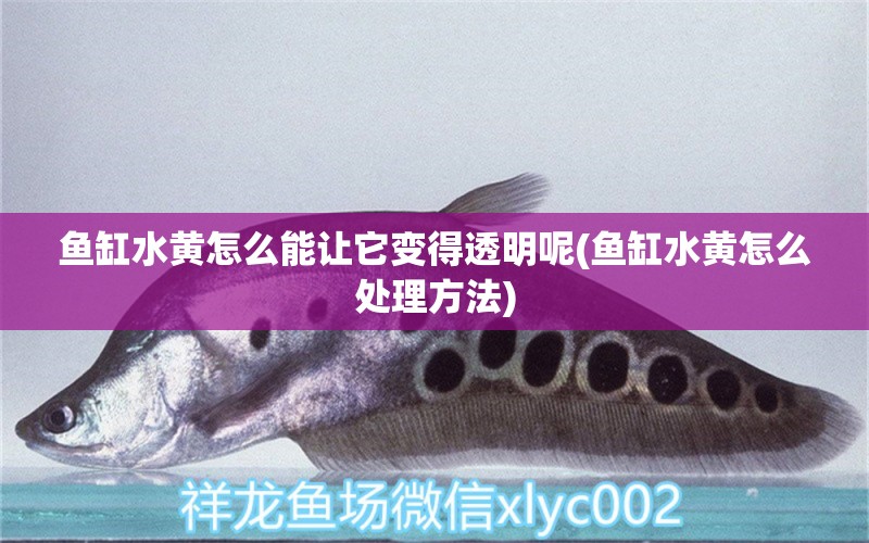 魚缸水黃怎么能讓它變得透明呢(魚缸水黃怎么處理方法)