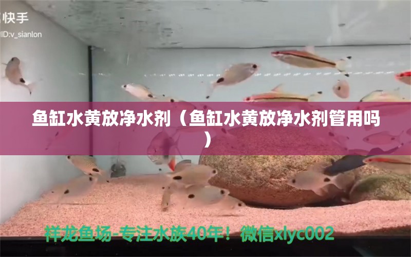 魚缸水黃放凈水劑（魚缸水黃放凈水劑管用嗎） 恐龍王魚