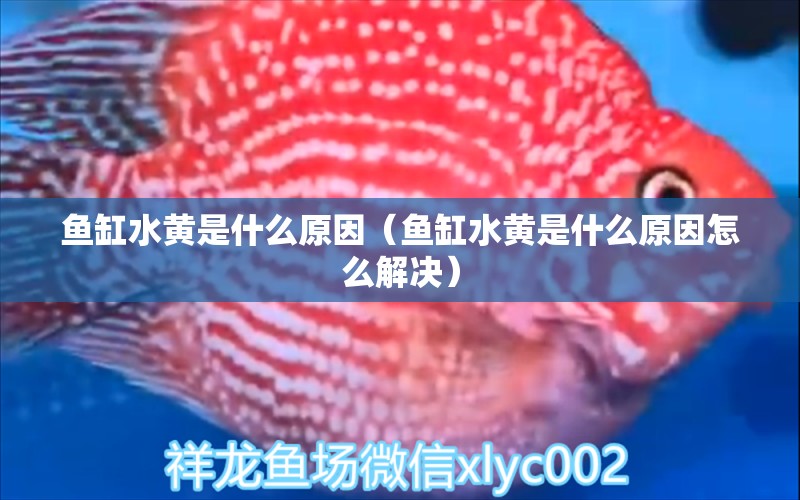 魚缸水黃是什么原因（魚缸水黃是什么原因怎么解決）