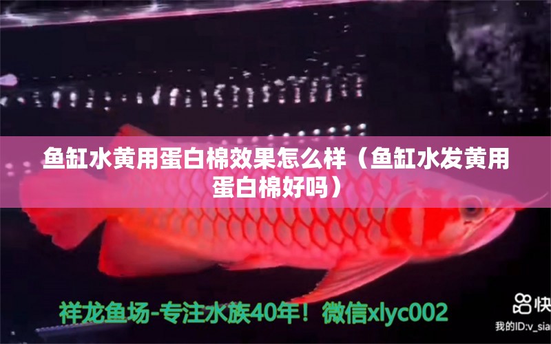 魚缸水黃用蛋白棉效果怎么樣（魚缸水發(fā)黃用蛋白棉好嗎）