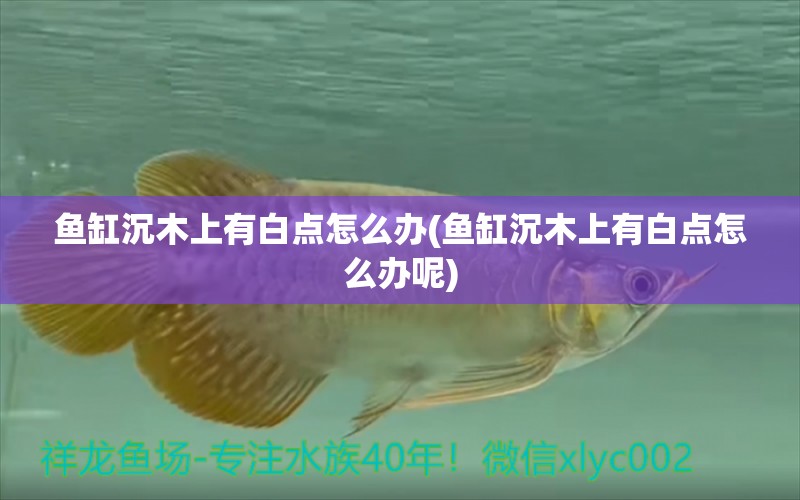 魚缸沉木上有白點怎么辦(魚缸沉木上有白點怎么辦呢) 銀龍魚苗 第1張