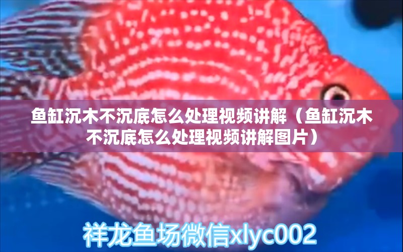 魚缸沉木不沉底怎么處理視頻講解（魚缸沉木不沉底怎么處理視頻講解圖片）