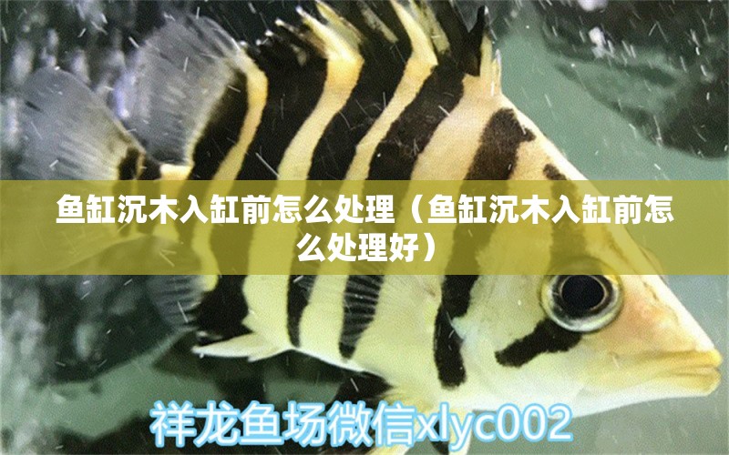 魚(yú)缸沉木入缸前怎么處理（魚(yú)缸沉木入缸前怎么處理好） 其他品牌魚(yú)缸