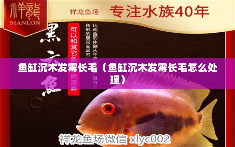 魚缸沉木發(fā)霉長毛（魚缸沉木發(fā)霉長毛怎么處理） 其他品牌魚缸