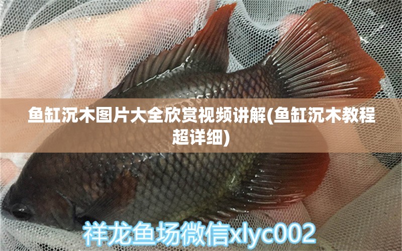 魚(yú)缸沉木圖片大全欣賞視頻講解(魚(yú)缸沉木教程超詳細(xì)) 觀賞魚(yú)市場(chǎng) 第1張