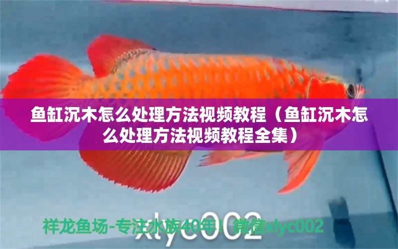 魚缸沉木怎么處理方法視頻教程（魚缸沉木怎么處理方法視頻教程全集）