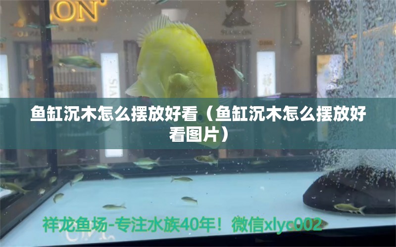 魚缸沉木怎么擺放好看（魚缸沉木怎么擺放好看圖片） 觀賞魚市場（混養(yǎng)魚）