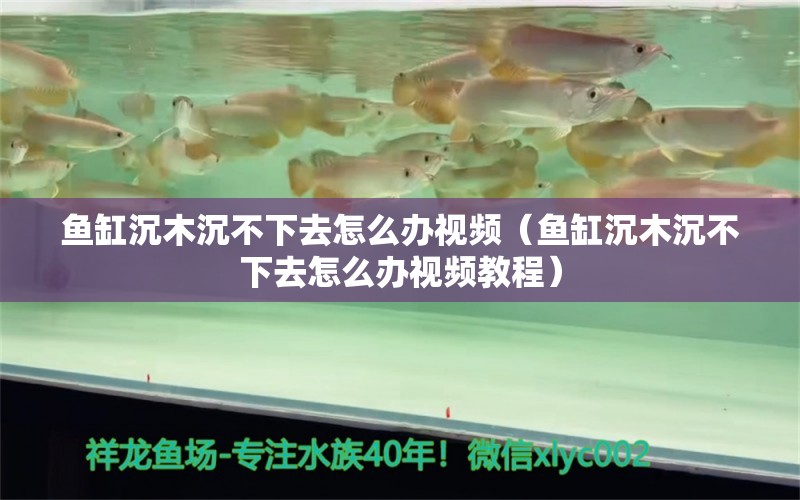 魚缸沉木沉不下去怎么辦視頻（魚缸沉木沉不下去怎么辦視頻教程） 其他品牌魚缸