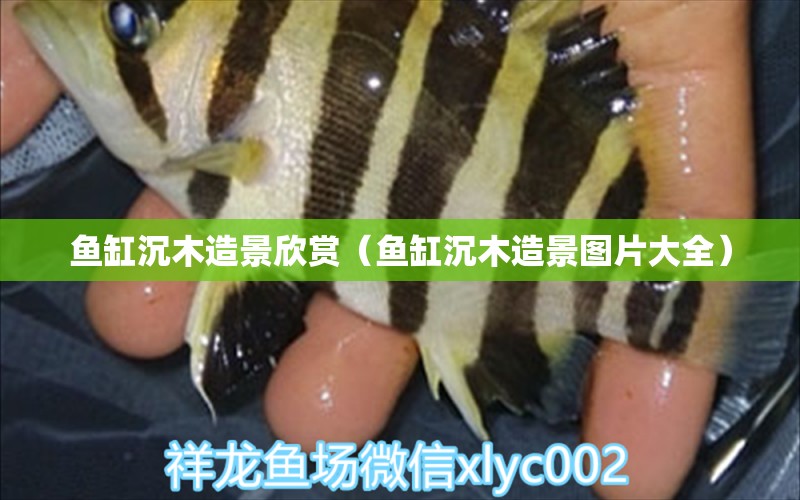 魚缸沉木造景欣賞（魚缸沉木造景圖片大全） 蝴蝶鯉