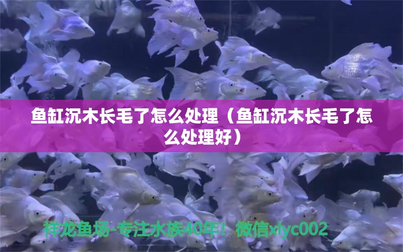 魚缸沉木長毛了怎么處理（魚缸沉木長毛了怎么處理好）