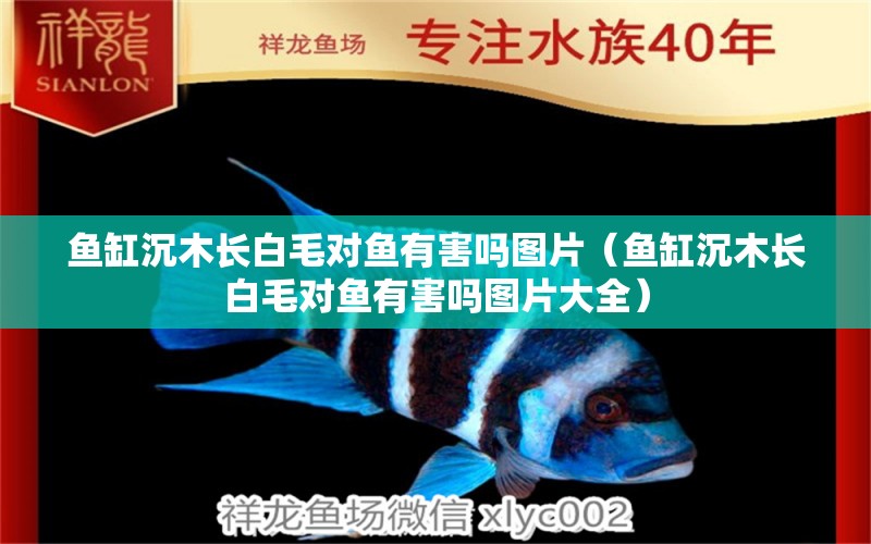 魚(yú)缸沉木長(zhǎng)白毛對(duì)魚(yú)有害嗎圖片（魚(yú)缸沉木長(zhǎng)白毛對(duì)魚(yú)有害嗎圖片大全） 其他品牌魚(yú)缸