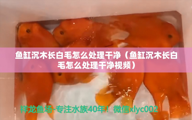 魚缸沉木長白毛怎么處理干凈（魚缸沉木長白毛怎么處理干凈視頻） 其他品牌魚缸